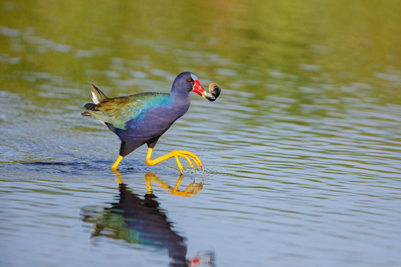 Purple Gallinule Walking Through Water With Snail