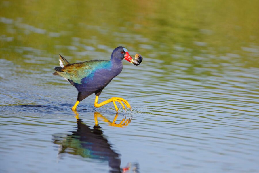 Purple Gallinule Walking Through Water With Snail