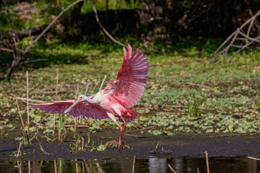 Roseate Spoonbill Landing On Small Pond