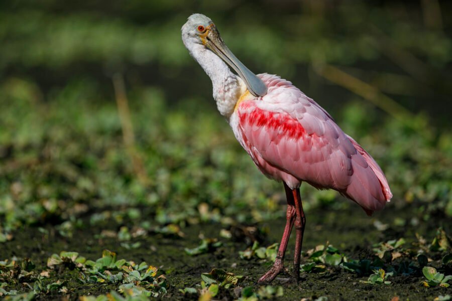 Roseate Spoonbill Preening Back Feathers