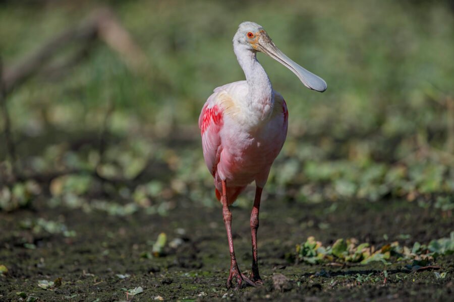 Roseate Spoonbill Walking Toward Pond
