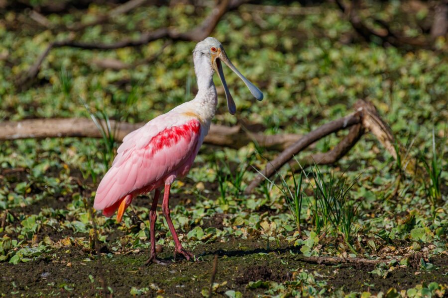 Roseate Spoonbill Yawning