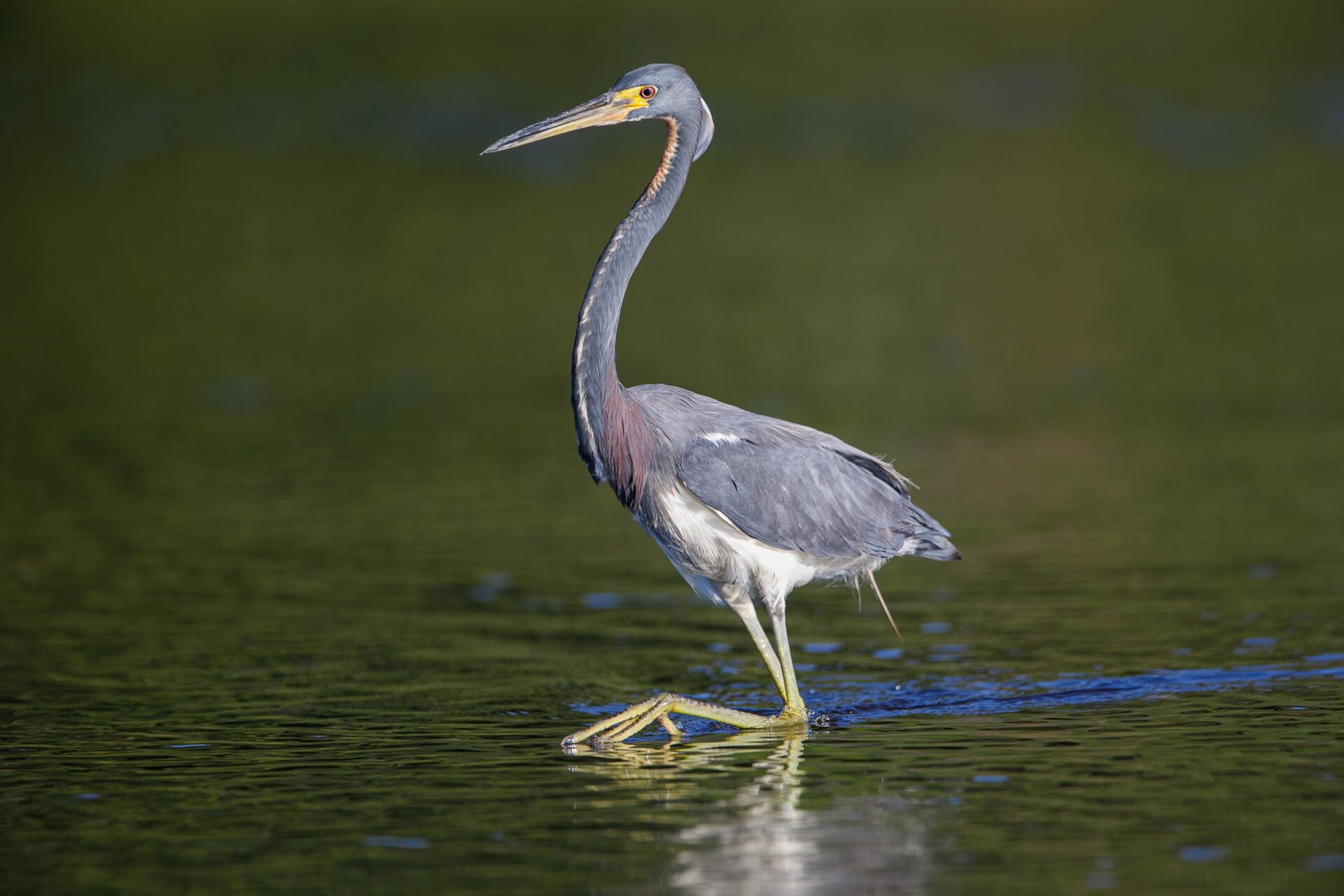 Tri Colored Heron Stepping Through Water