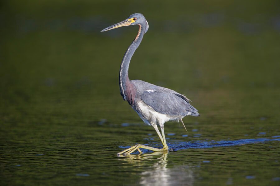 Tri Colored Heron Stepping Through Water