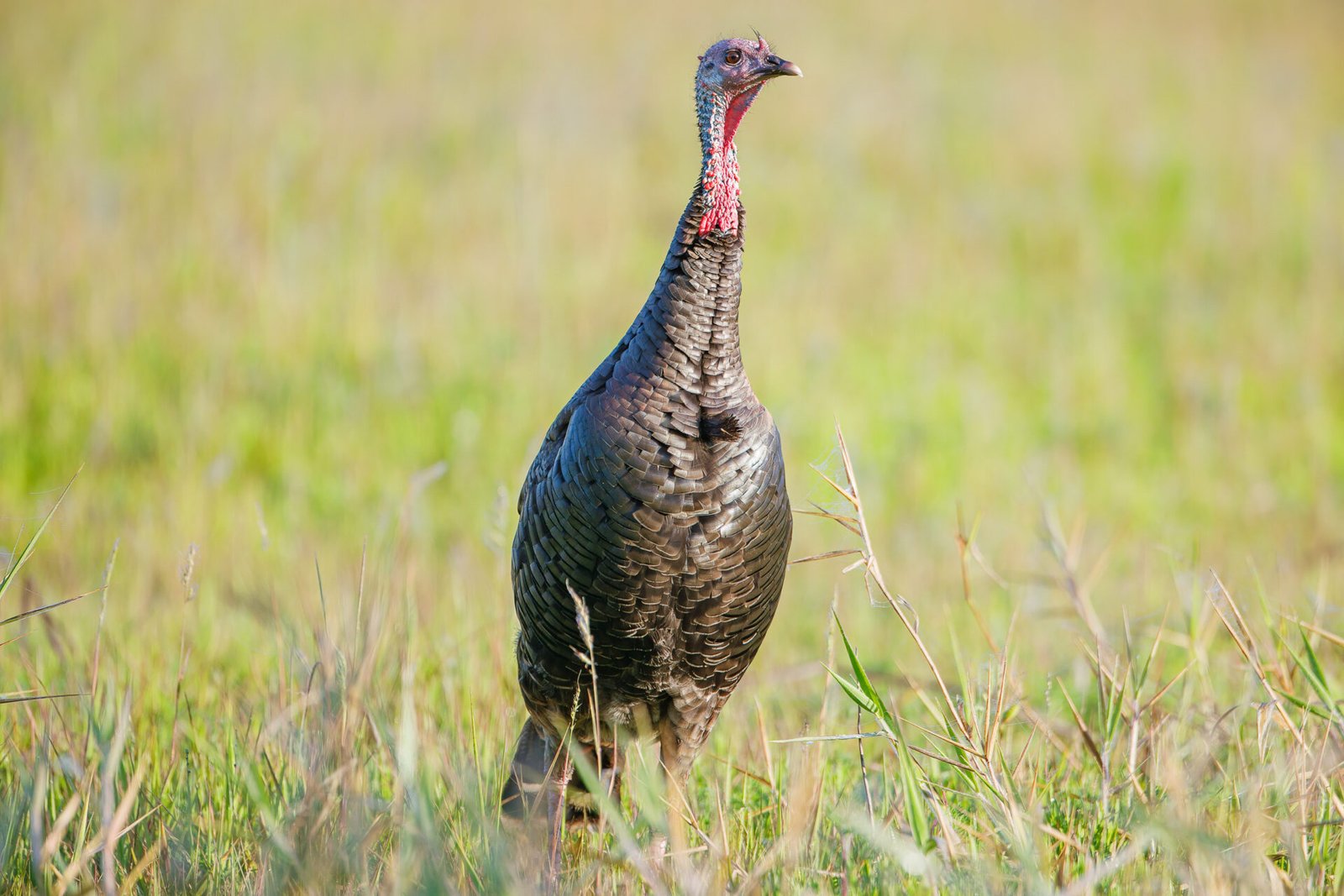 Wild Turkey Standing At Attention