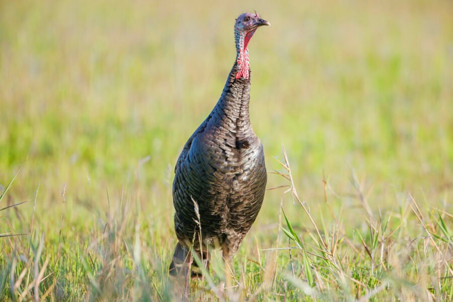 Wild Turkey Standing At Attention