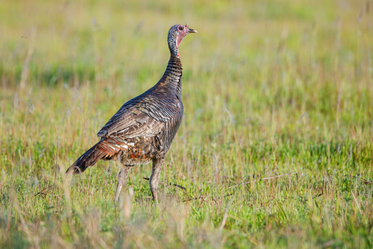 Wild Turkey Walking Through Field