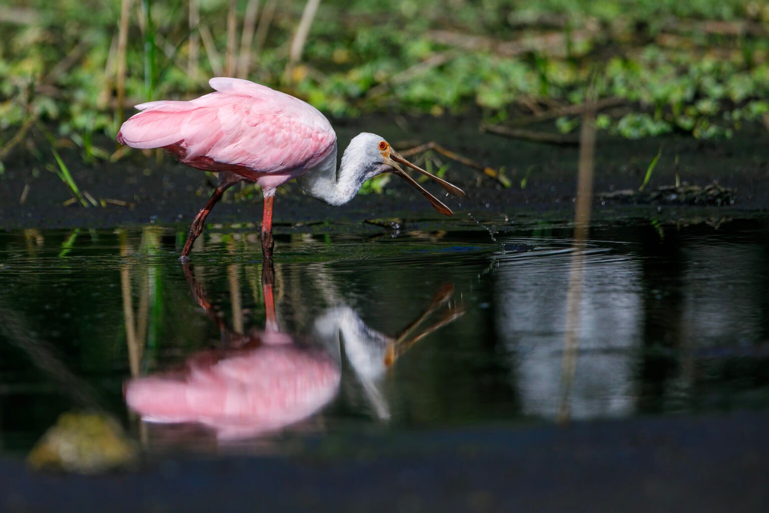 Roseate Spoonbill Scooping Up Snails With Reflection