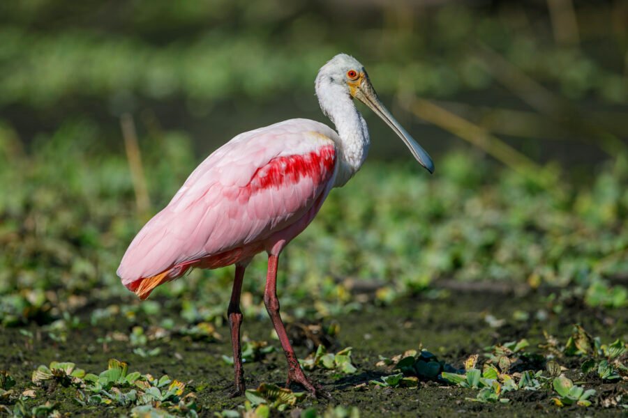 Roseate Spoonbill Standing By Small Pond