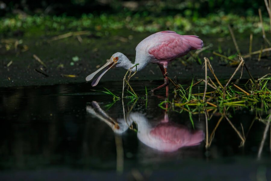 Roseate Spoonbill Walking Through Small Pond With Reflection