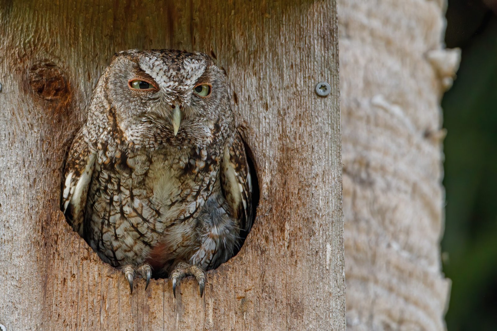 Screech Owl Relaxed In Nesting Box
