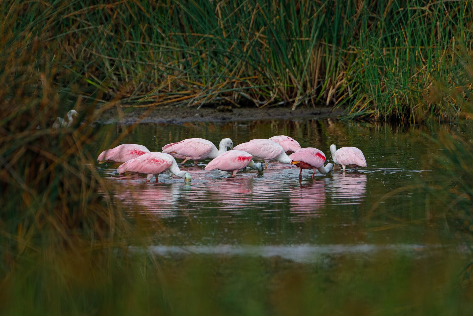 Group Of Roseate Spoonbills Feeding In Small Pond