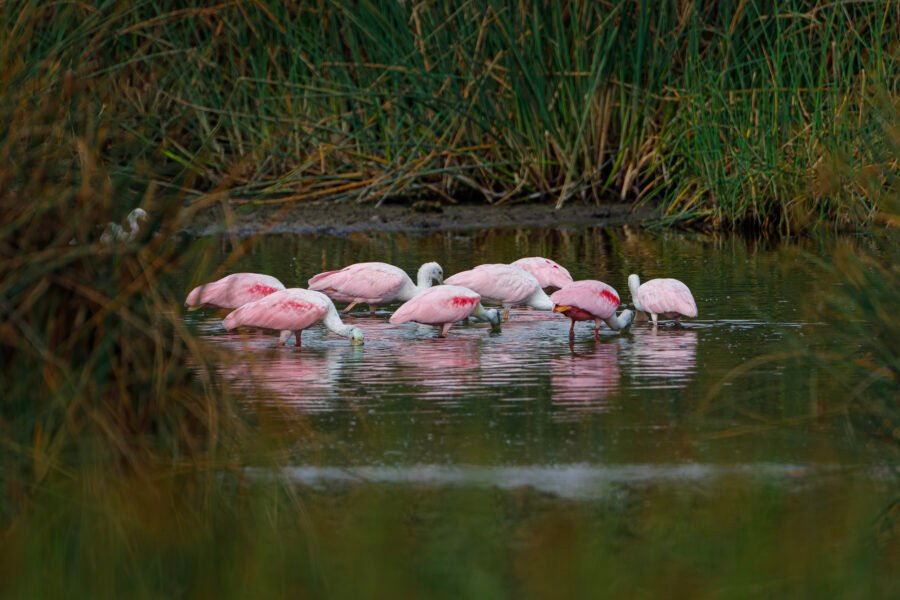 Group Of Roseate Spoonbills Feeding In Small Pond
