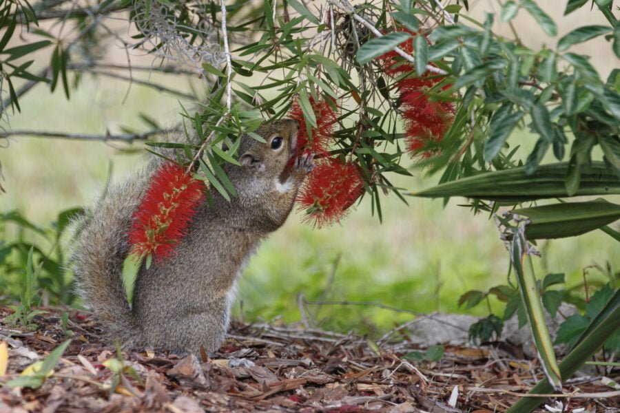 Gray Squirrel Eating Bottlebrush Blossoms