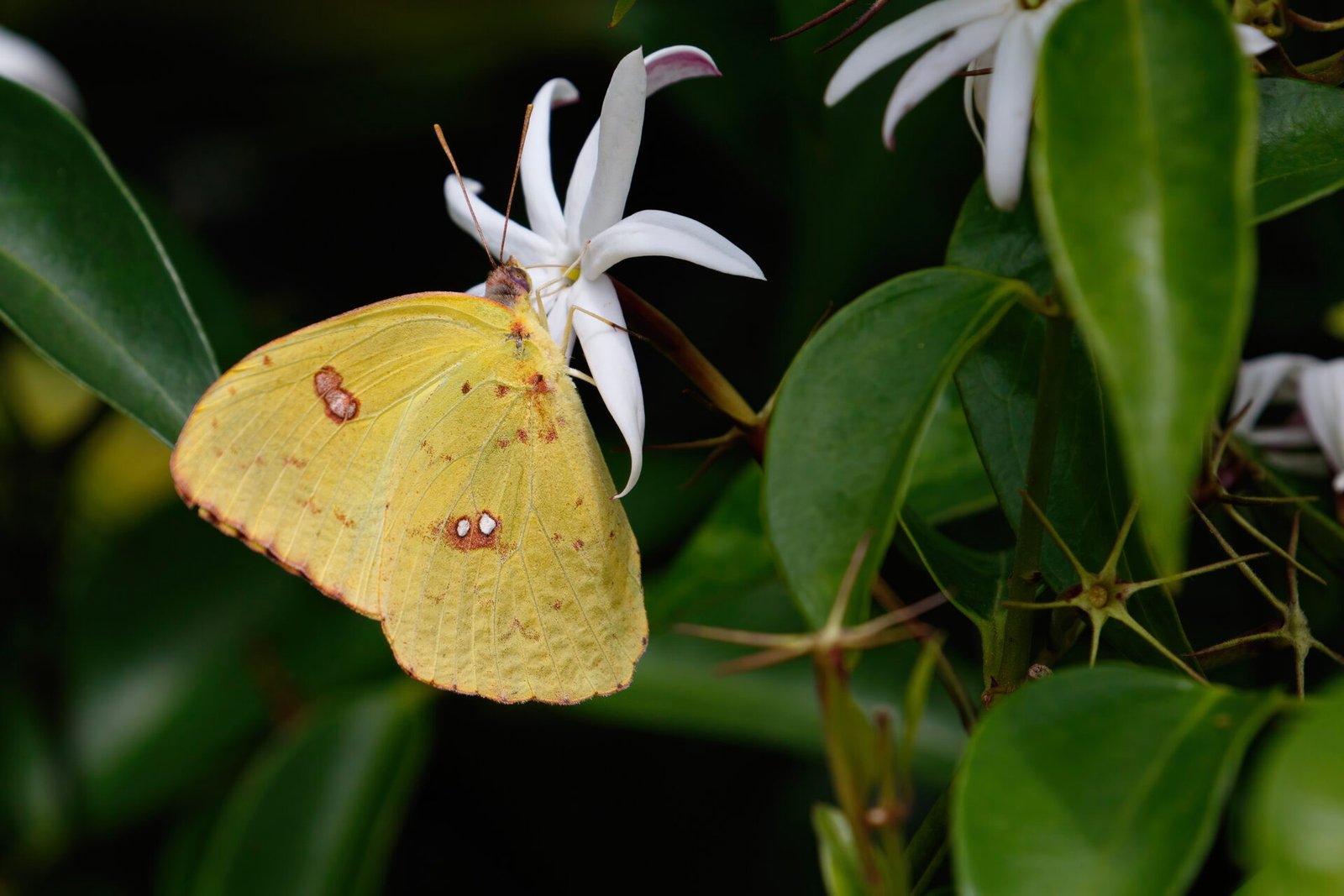Cloudless Sulphur Butterfly On Jasmine Flower