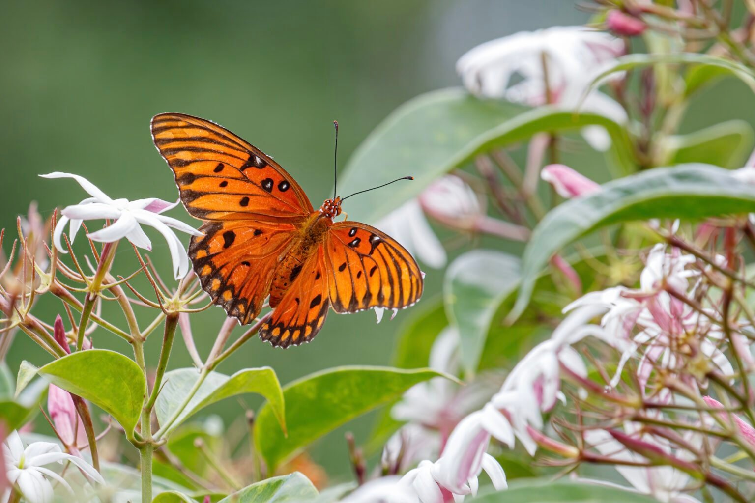 Gulf Fritillary Butterfly On Jasmine Flower