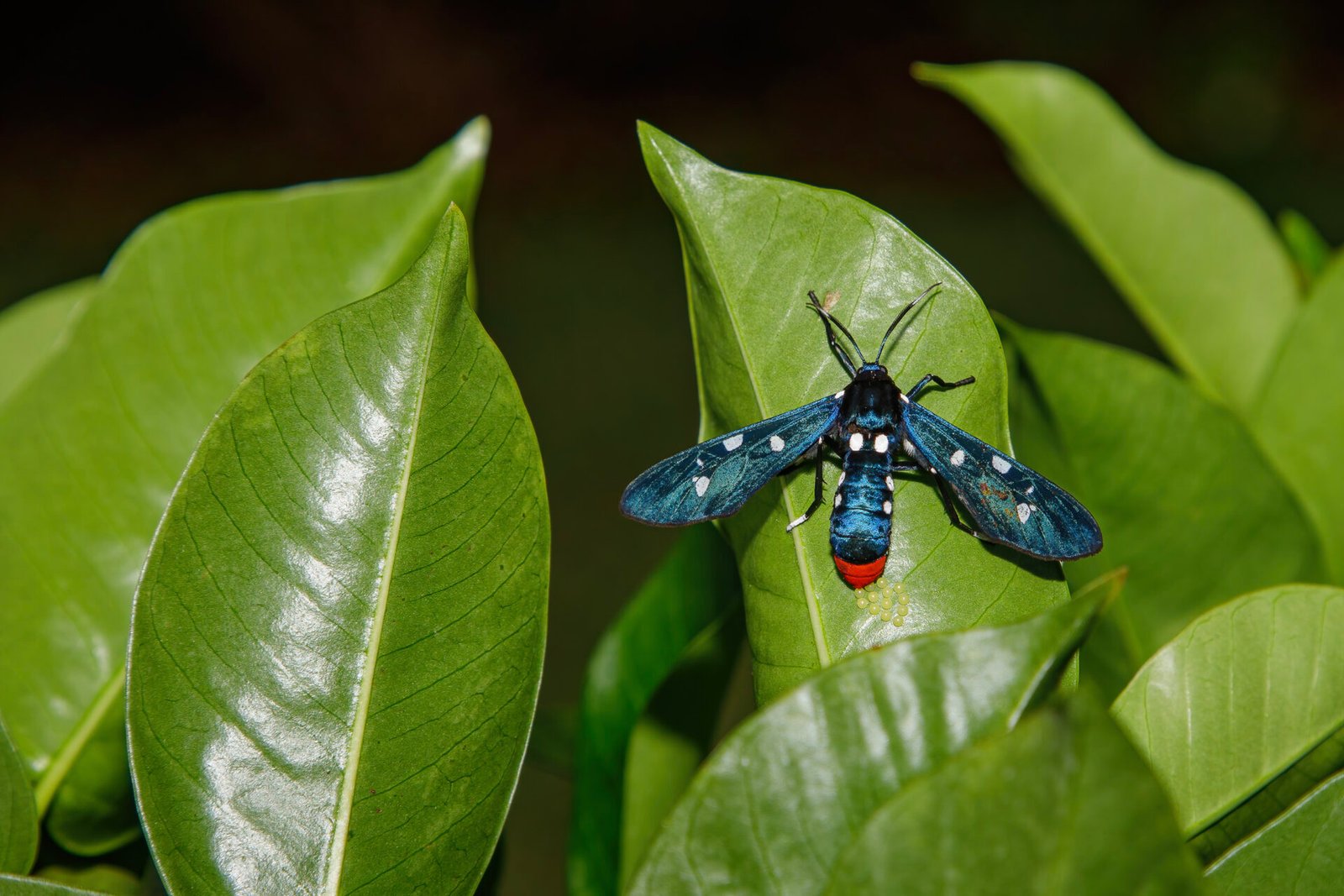 Polka Dot Wasp Moth Laying Eggs