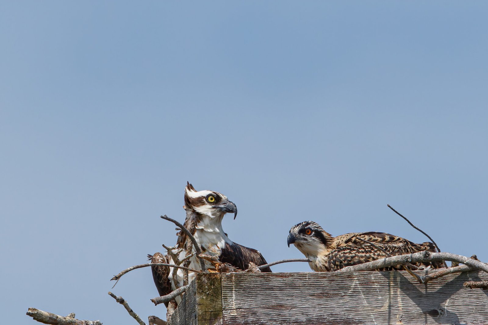 Osprey Adult With Juvenile In Nest