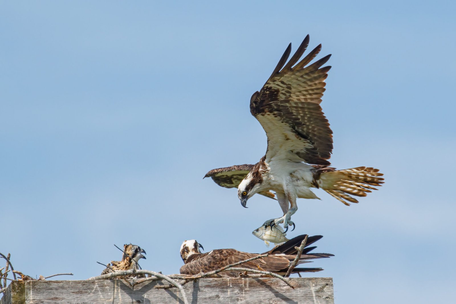 Osprey Bringing Pincher Fish To Nest