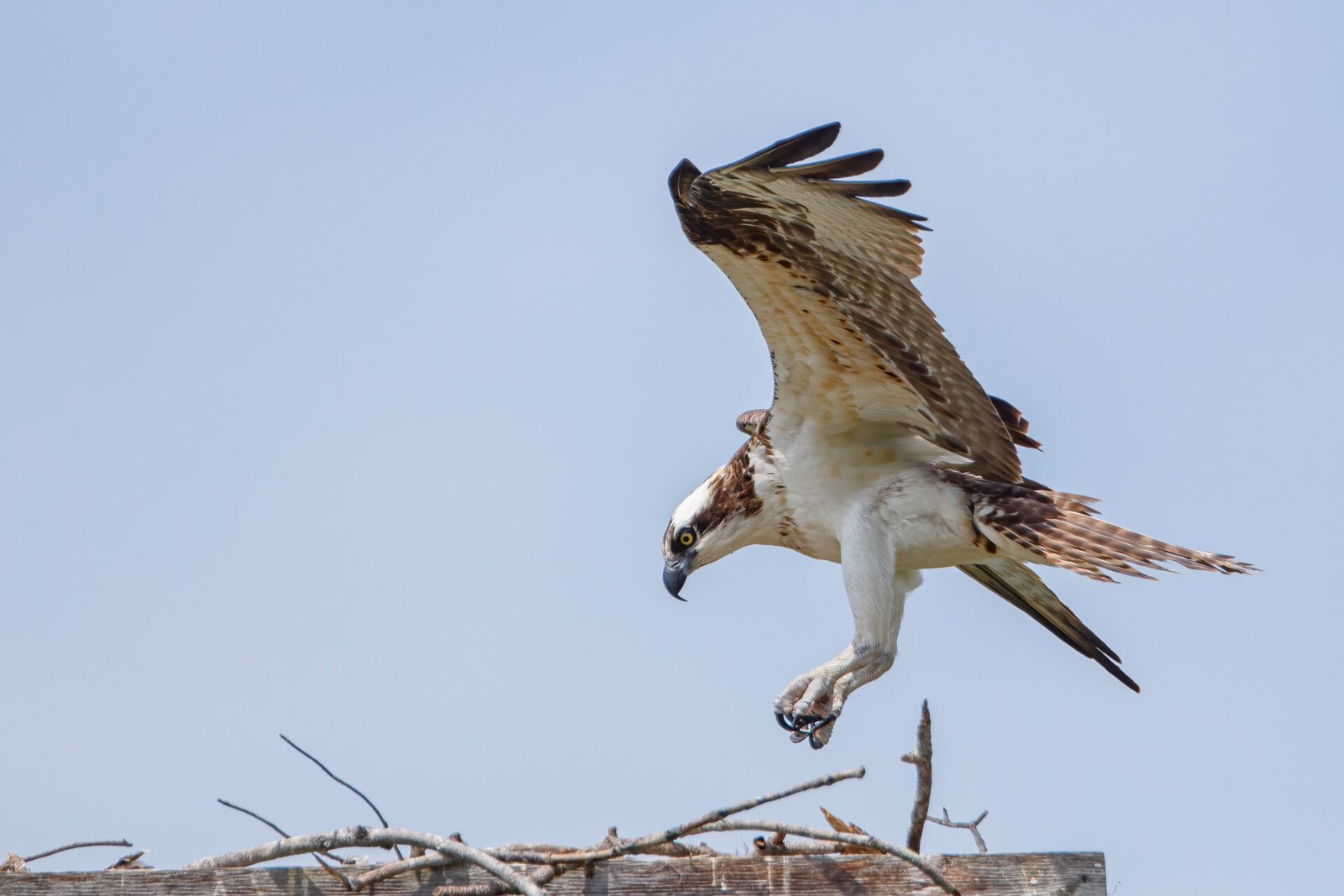 Osprey Landing On Nest Platform
