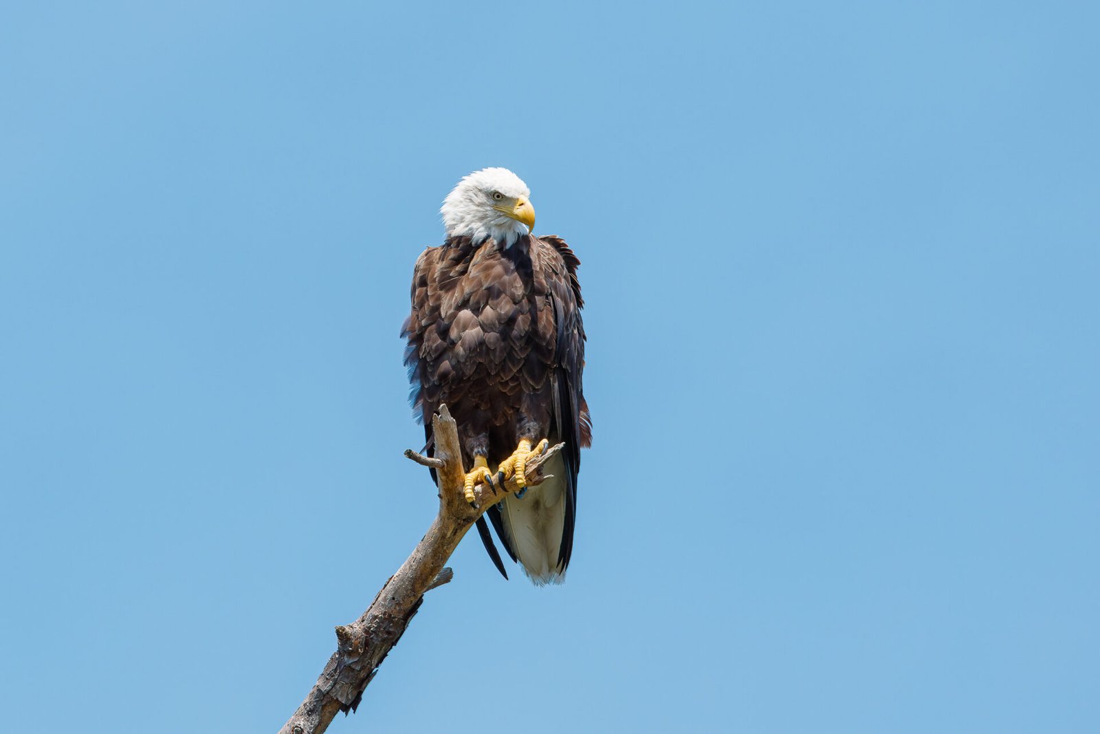 Bald Eagle Perched At Top Of Branch