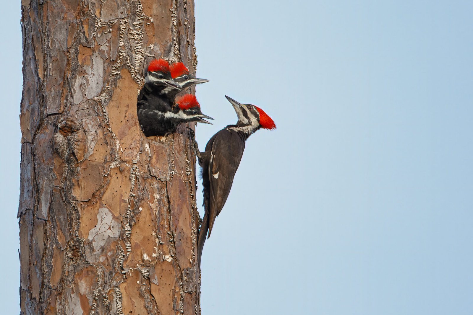Pileated Woodpecker Female At Nest To Feed Young
