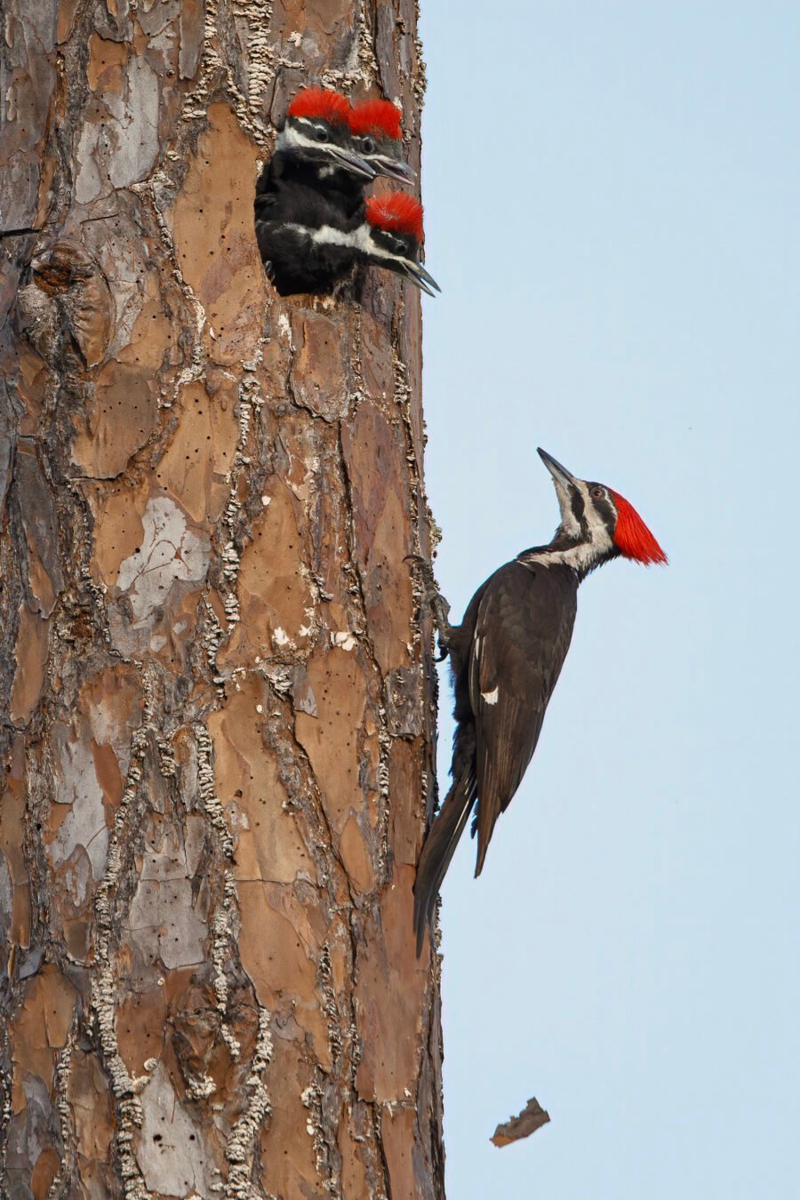 Pileated Woodpecker Female Climbing Tree To Feed Young