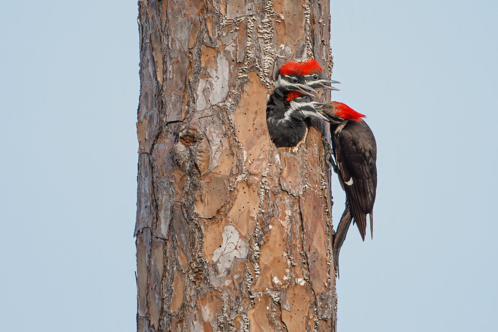 Pileated Woodpecker Female Feeding Young