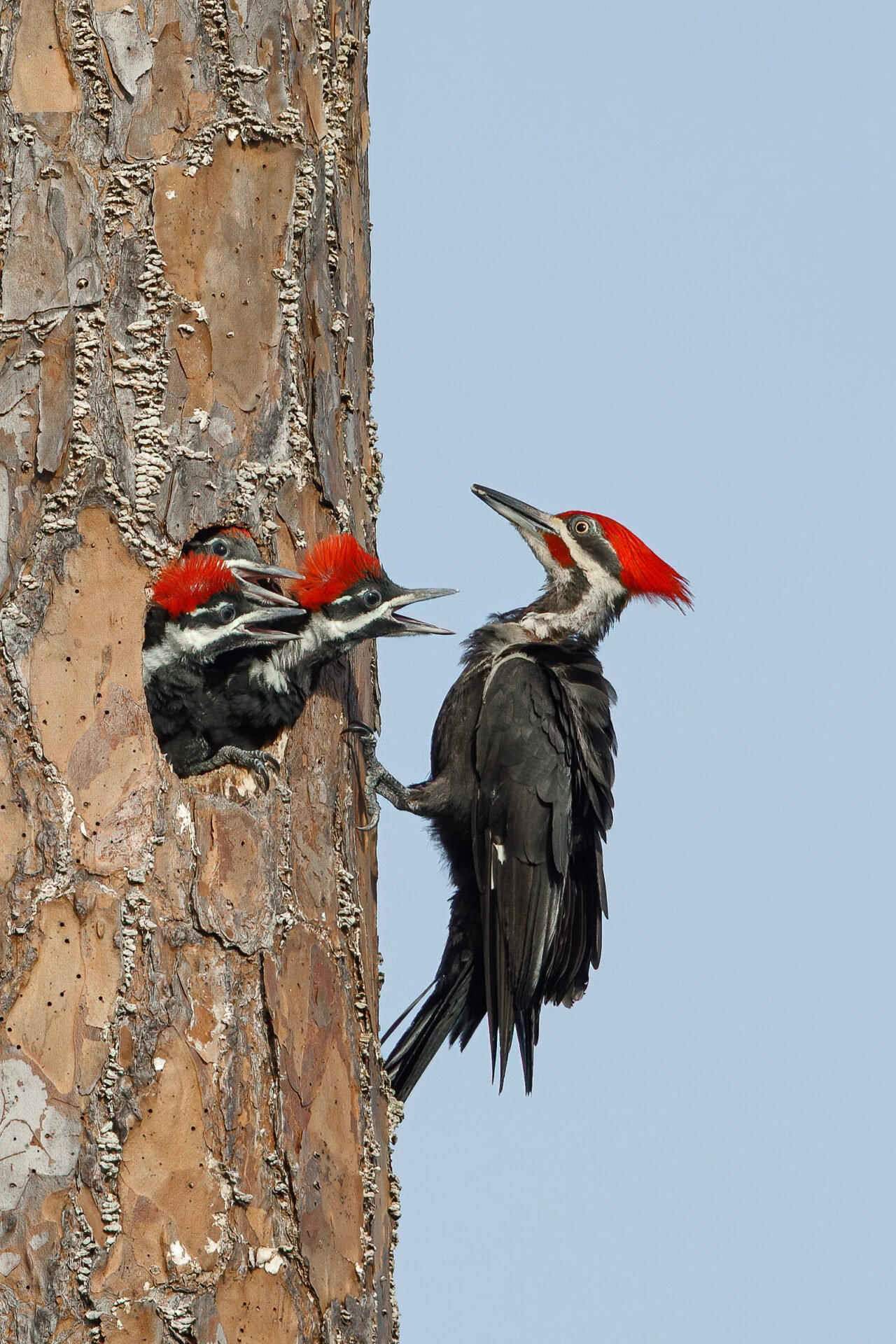 Pileated Woodpecker Male About To Feed Young
