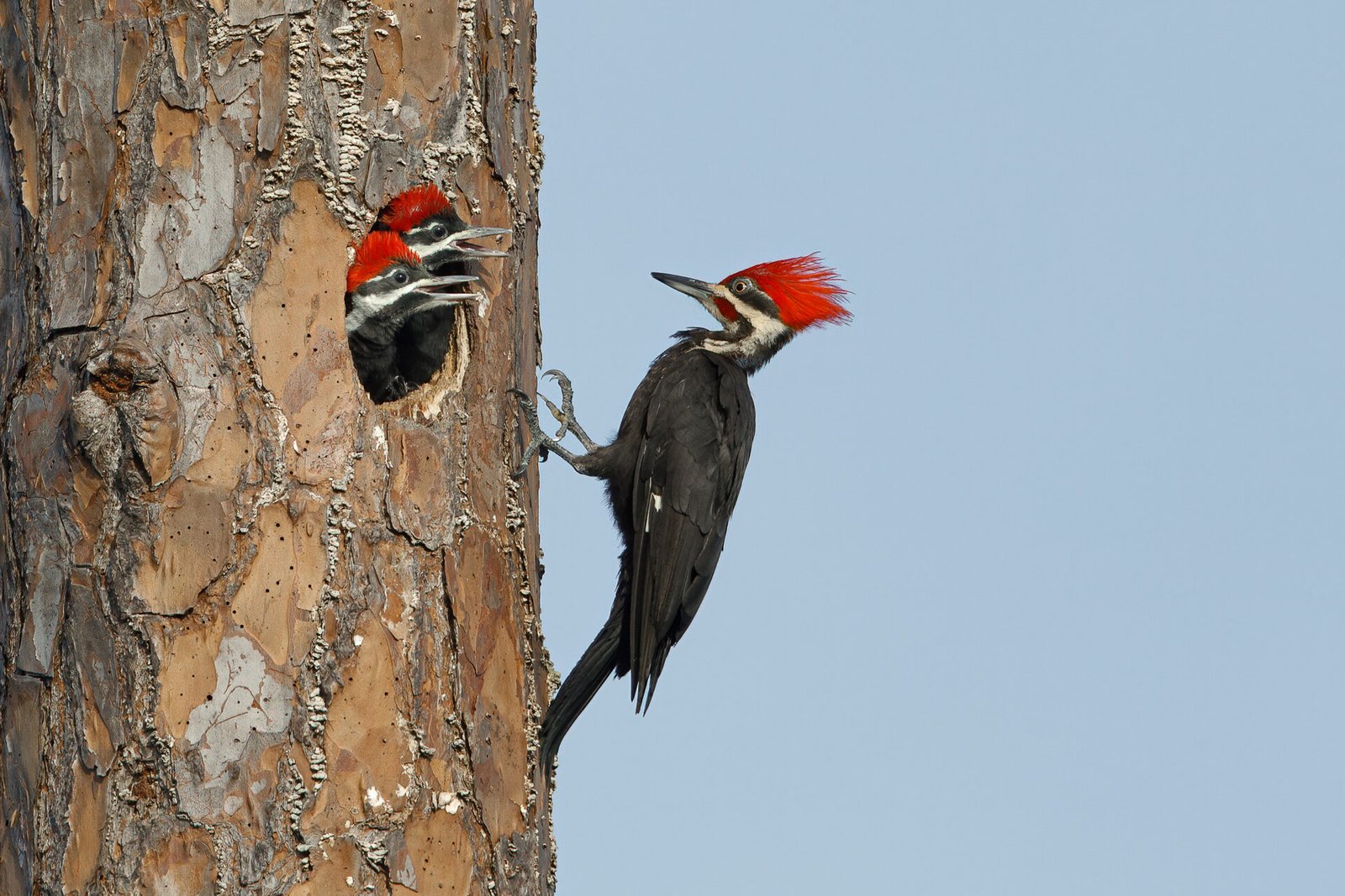 Pileated Woodpecker Male At Nest To Feed Young