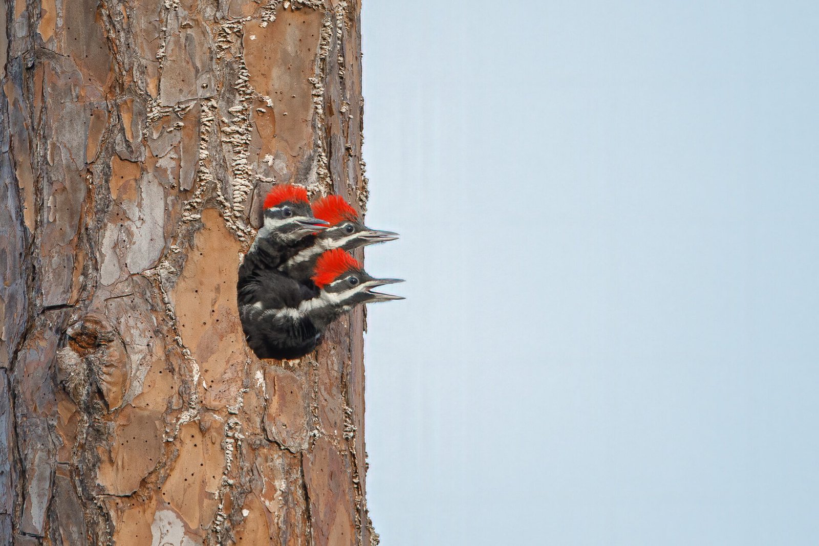 Young Pileated Woodpeckers Waiting To Be Fed