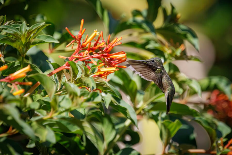 Male Hummingbird Hovering By Cuphea Plant