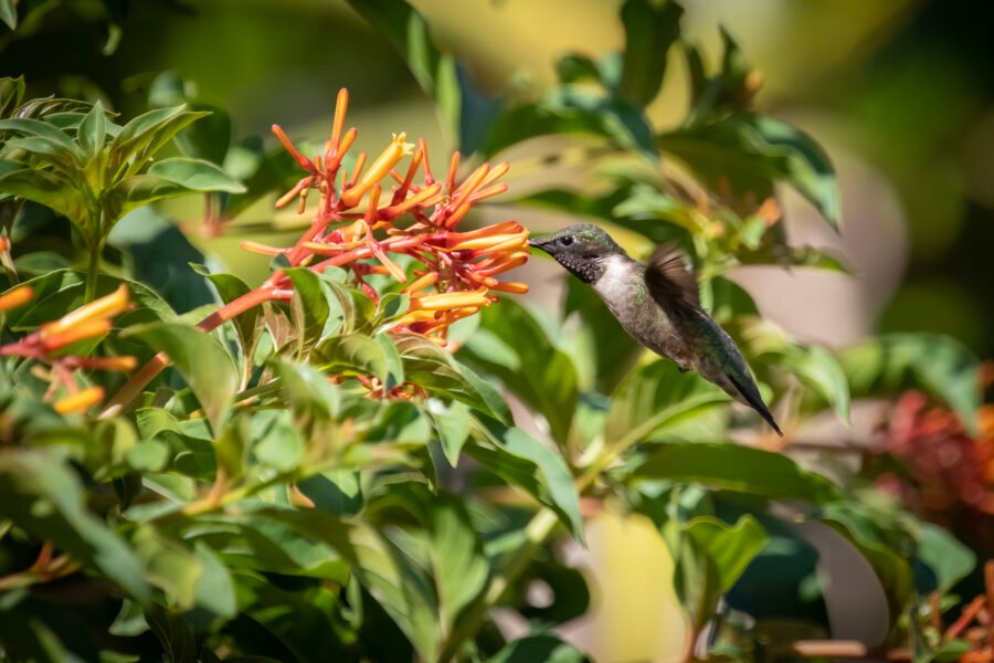 Hummingbird Feeding On Red And Orange Cuphea Shrub