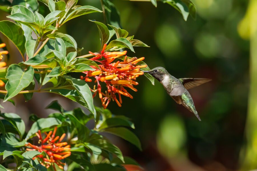 Male Hummingbird Feeding On Cuphea Plant