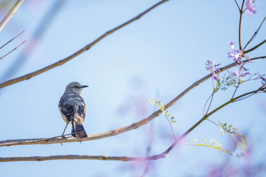 Mockingbird Resting In Jacaranda Tree