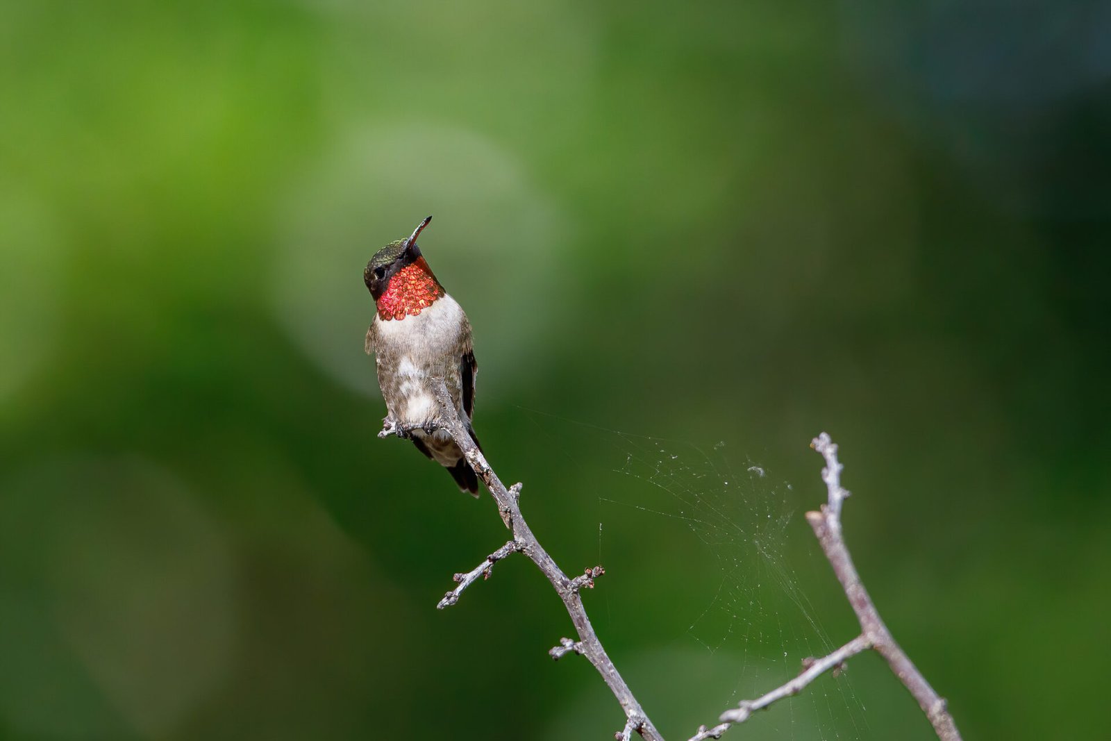 Ruby Throated Hummingbird Looking Up