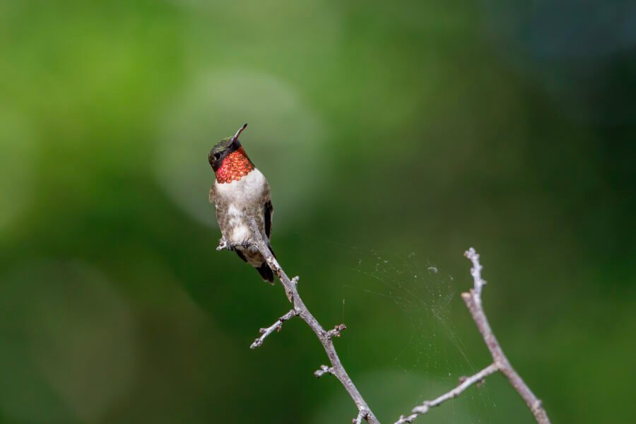 Ruby Throated Hummingbird Looking Up