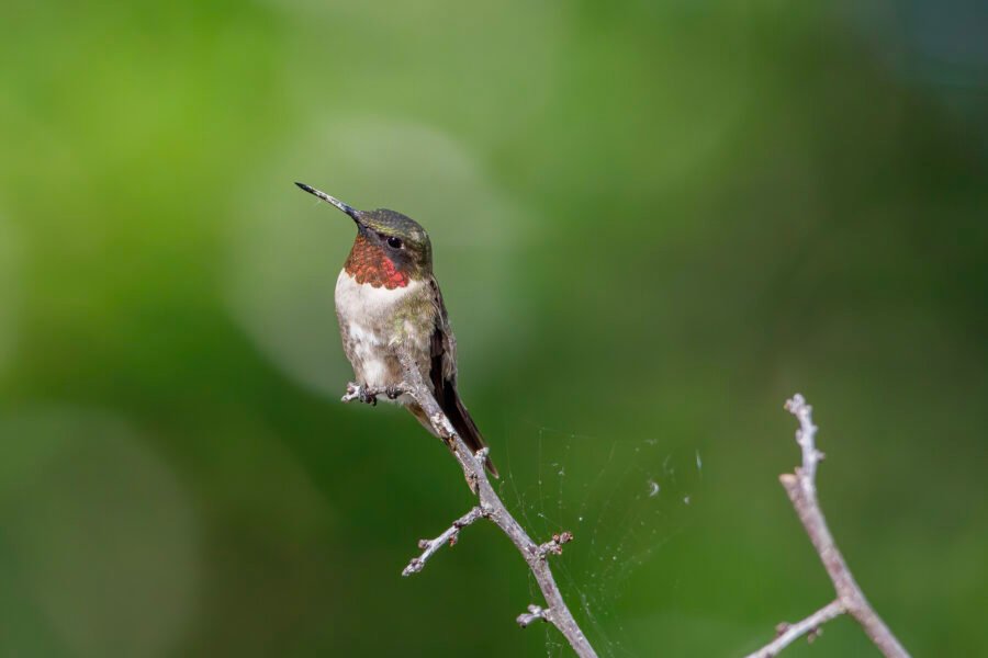 Ruby Throated Hummingbird Looking Up On Branch