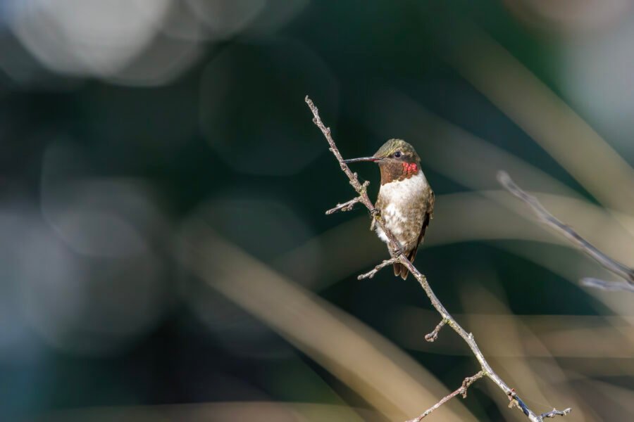 Ruby Throated Hummingbird On Branch