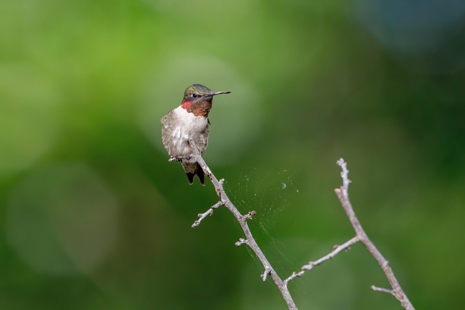Ruby Throated Hummingbird Paused From Feeding