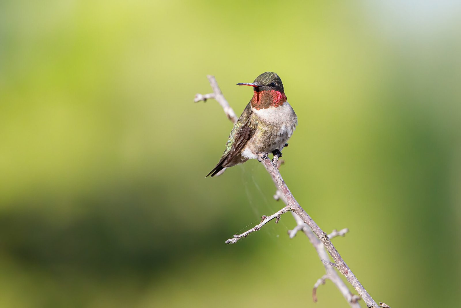 Ruby Throated Hummingbird Perched On Branch In Sun