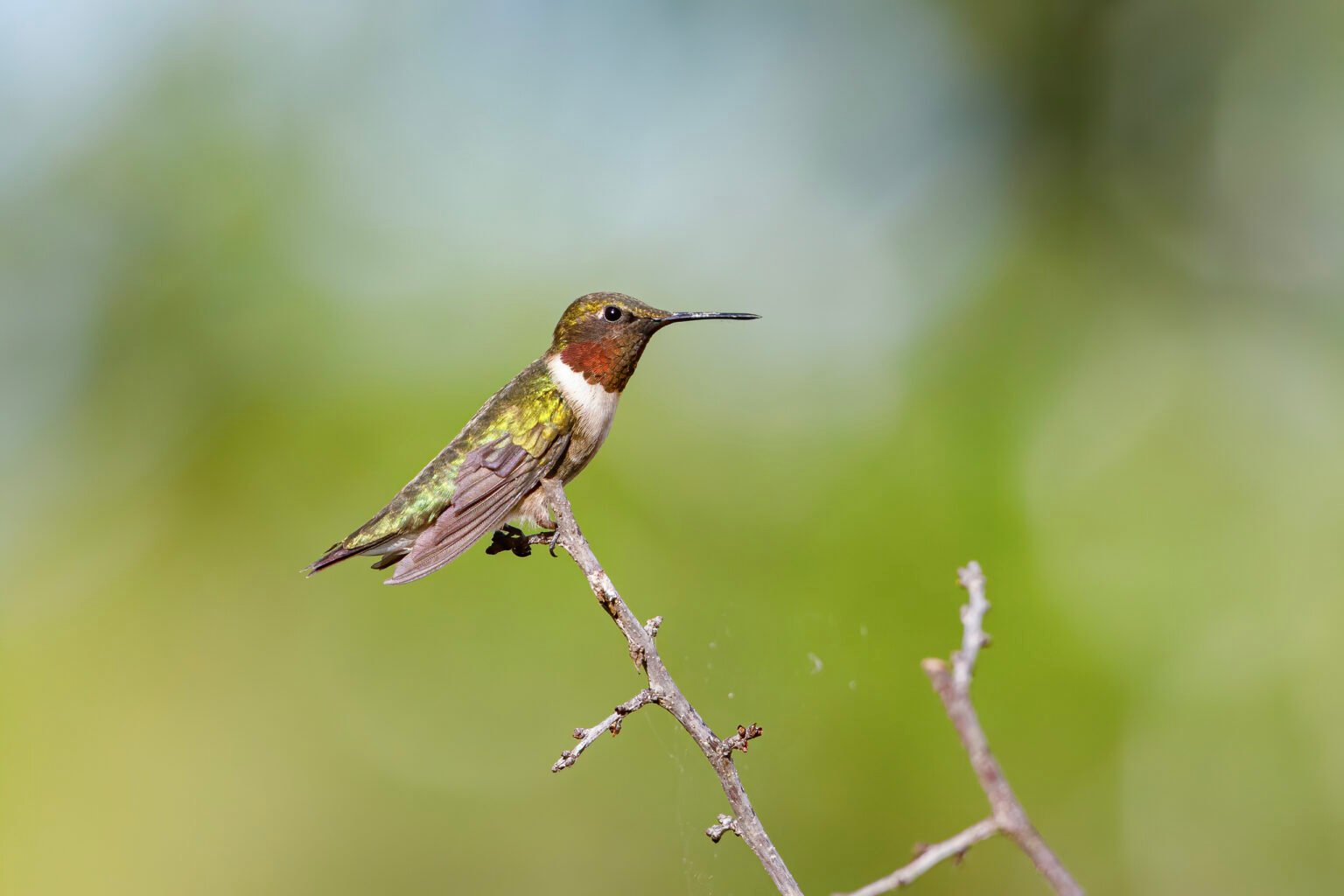 Ruby Throated Hummingbird Resting On Branch