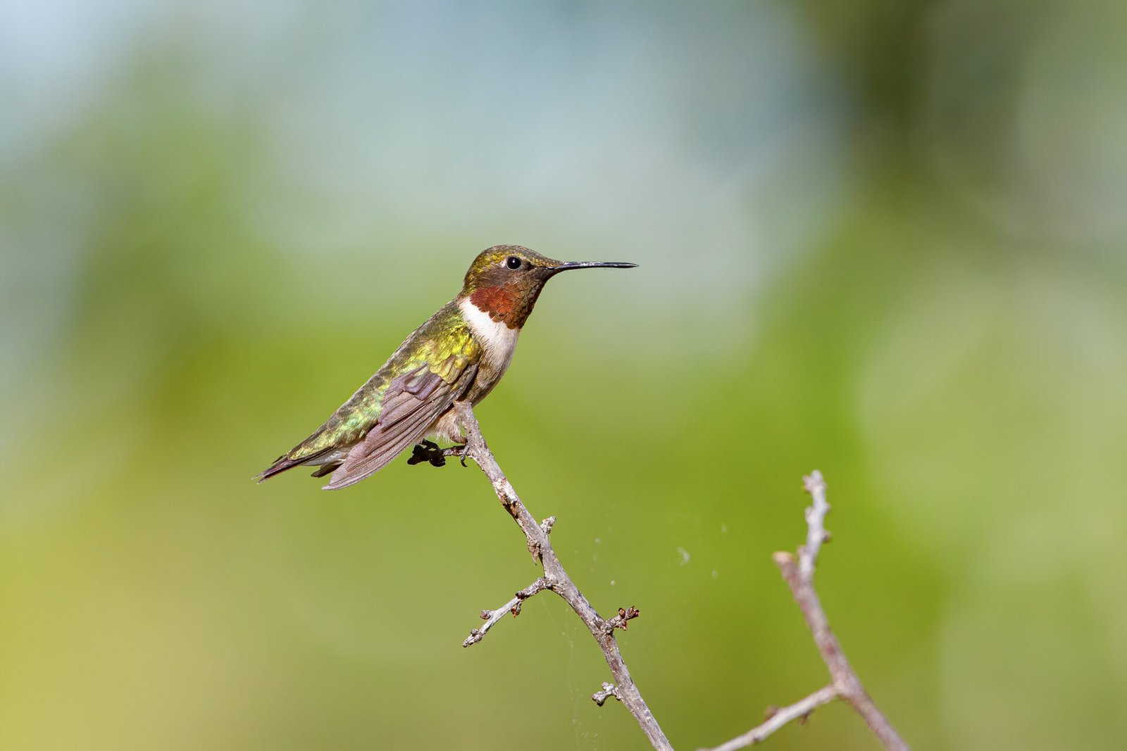 Ruby Throated Hummingbird Resting On Branch