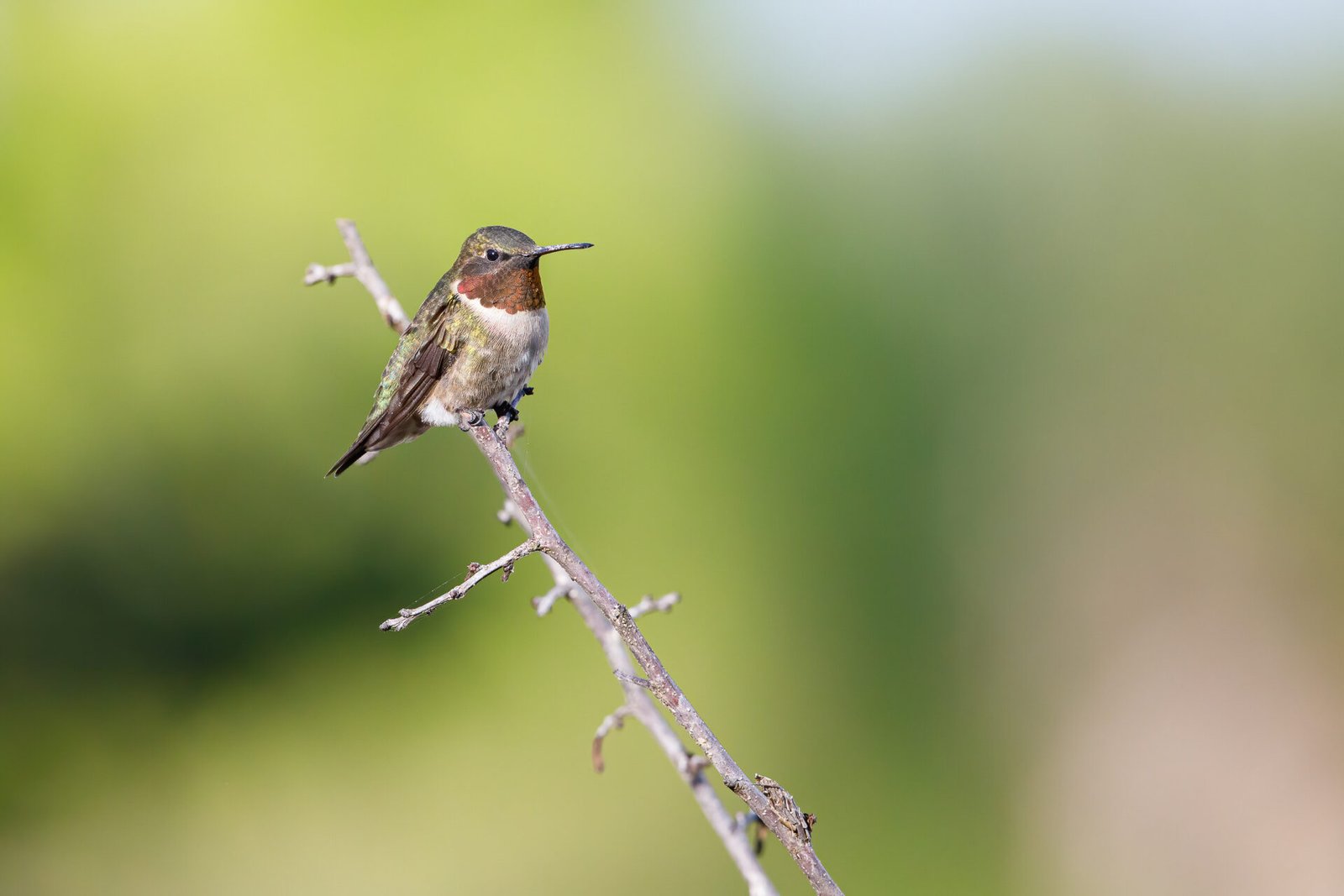 Ruby Throated Hummingbird Sitting On Branch