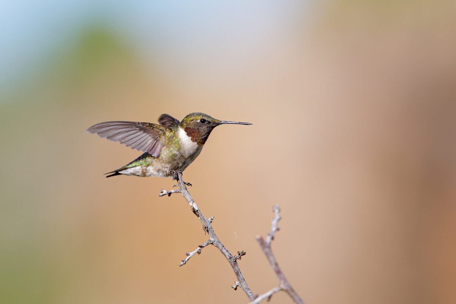 Ruby Throated Hummingbird Stretching Wings