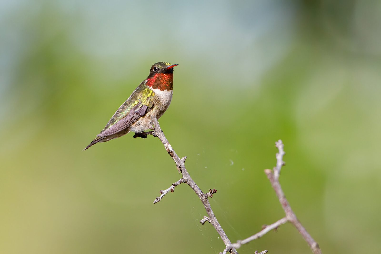 Ruby Throated Hummingbird Taking A Break On Branch