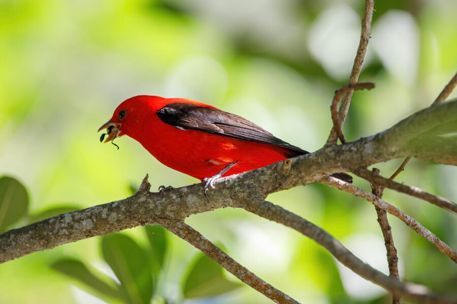 Scarlet Tanager Finishes Eating Wasp