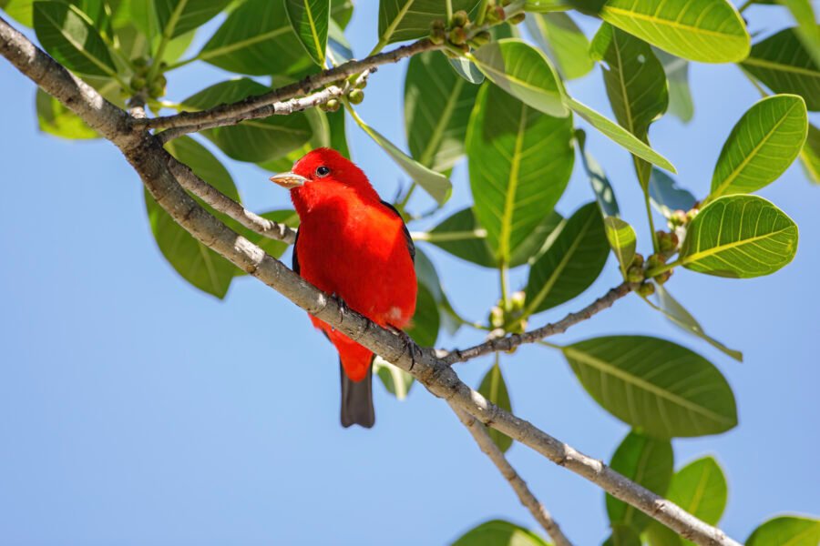 Scarlet Tanager Resting In Tree In Shade