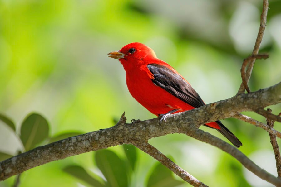Scarlet Tanager Sitting On Tree Branch
