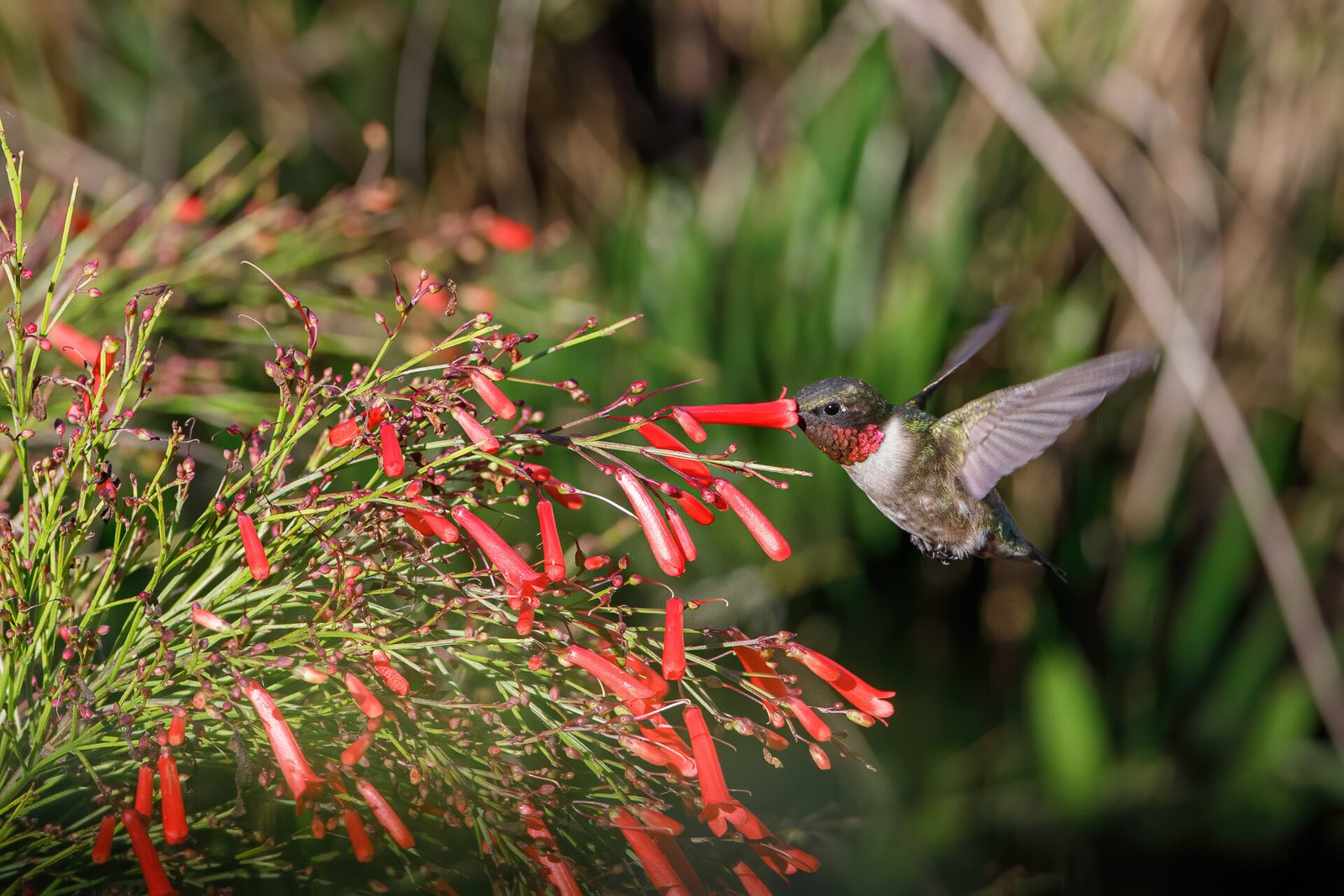 Ruby Throated Hummingbird Feeding On Firebush